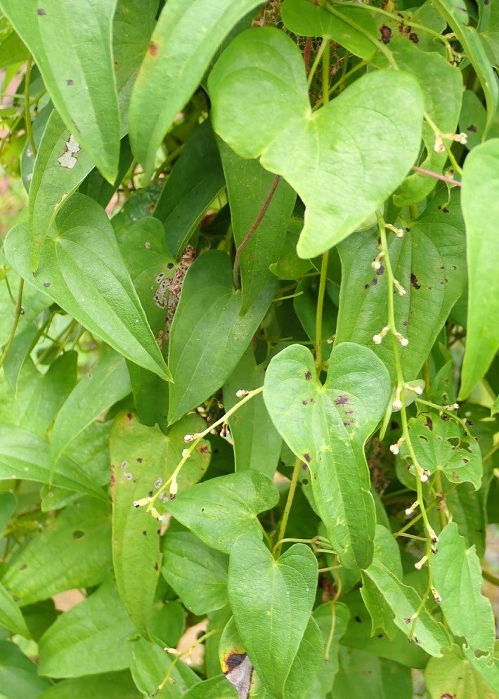 道端の植物だけど 93（ヤマノイモ） | 山想花（sansouka）ブログ