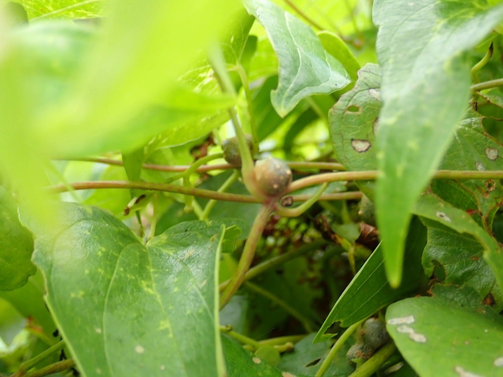 道端の植物だけど 93（ヤマノイモ） | 山想花（sansouka）ブログ