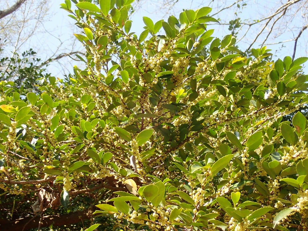 樹の花と実 50（ヒサカキ） | 山想花（sansouka）ブログ