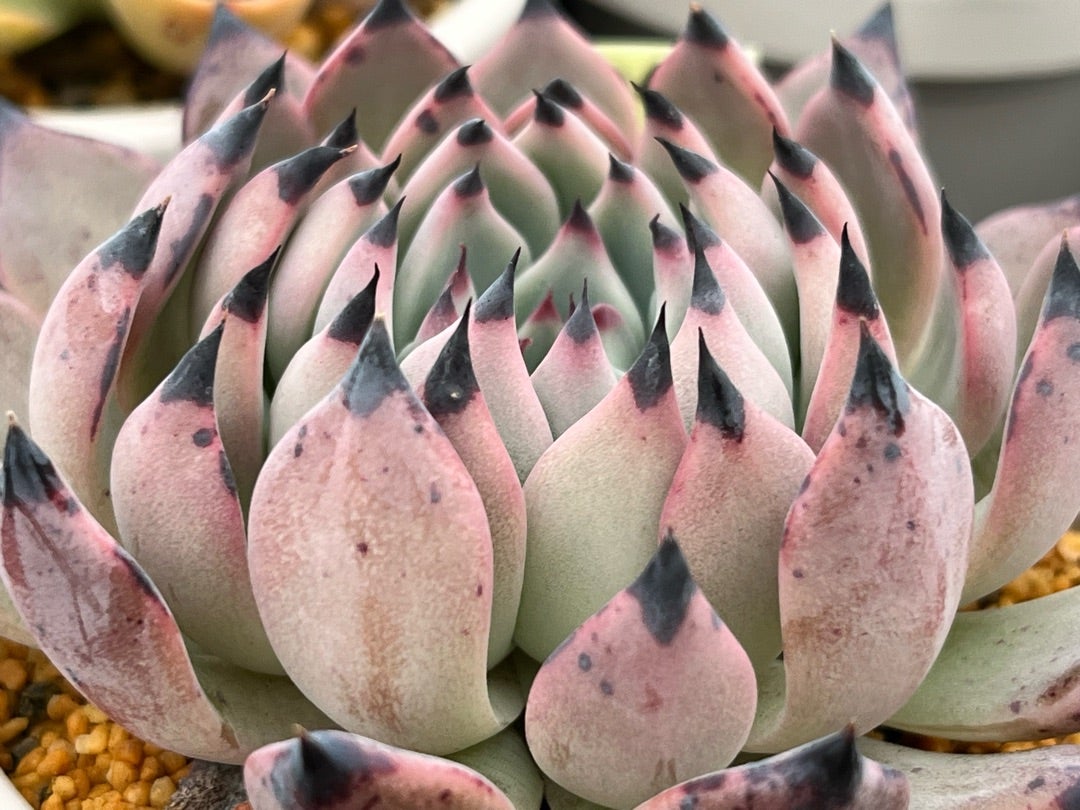 045【紫紺の矢】おらいさん苗 ミックスベリア 成長記録 多肉植物