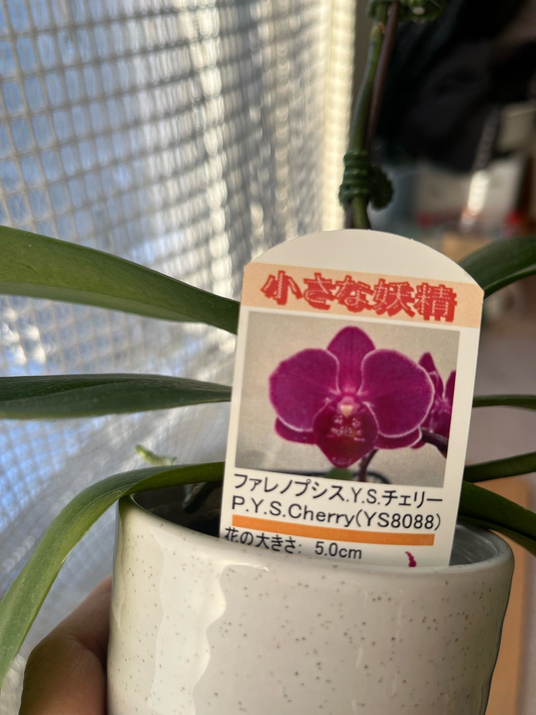 ミニ胡蝶蘭の2番花が咲いてくれました^ ^の巻 | 胡蝶蘭にハマって