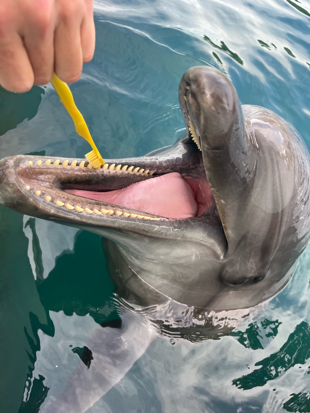 イルカの歯磨き | 新屋島水族館スタッフブログ