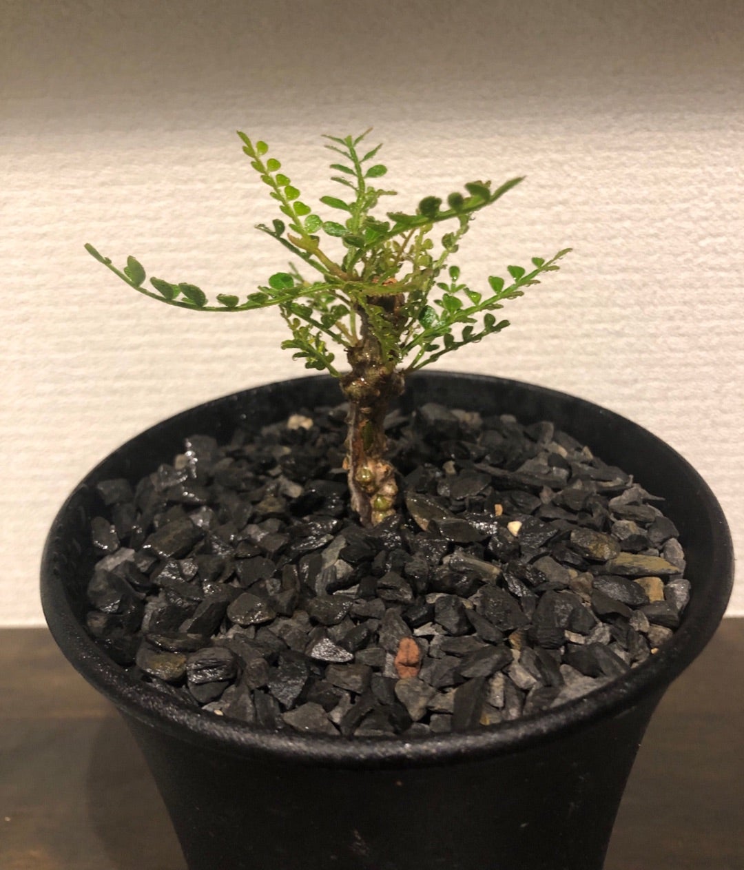 オペルクリカリア 根挿し | Pachytycedium