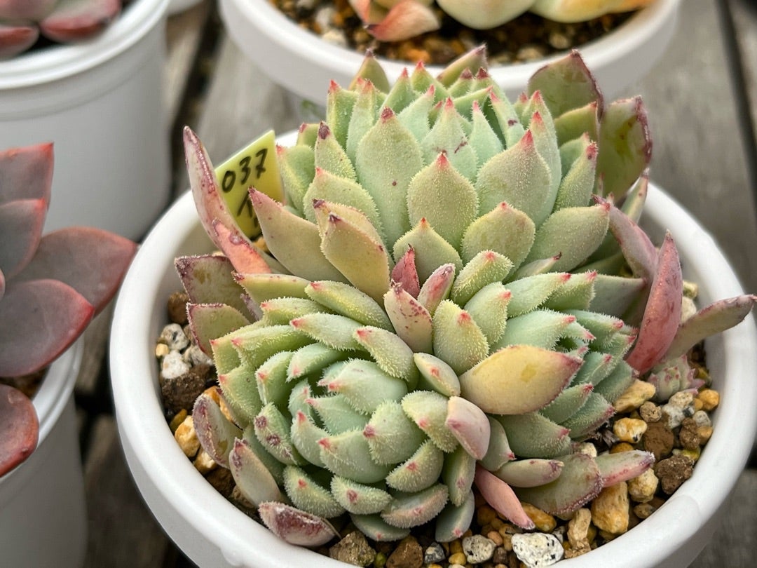 ④おらいさん苗ミックスベリア図鑑完全版 2024年コンプリート記念