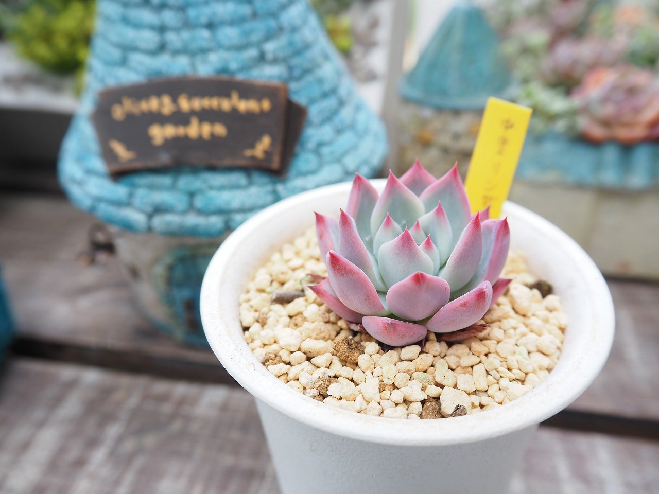 中里リンゼアナと植え替えと種の収穫 | ブログ版Olive&SucculentGarden