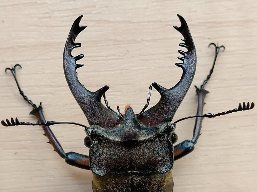 ミクラミヤマクワガタ【規制前採集個体】