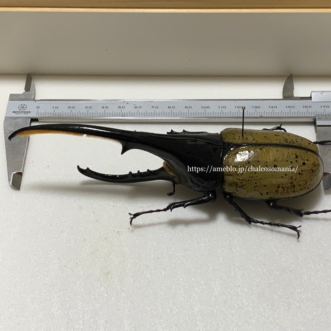 ヘラクレスオオカブト(原名亜種) No.1 野外品 超特大 | 愉快な海と波と恵