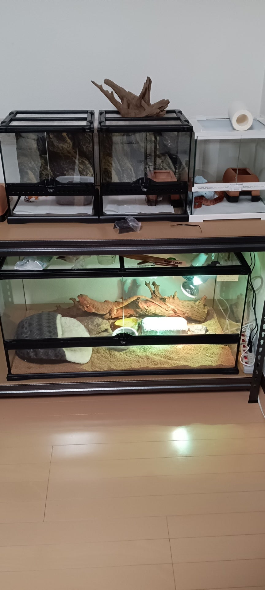 お引っ越し | レプタイルズ日記