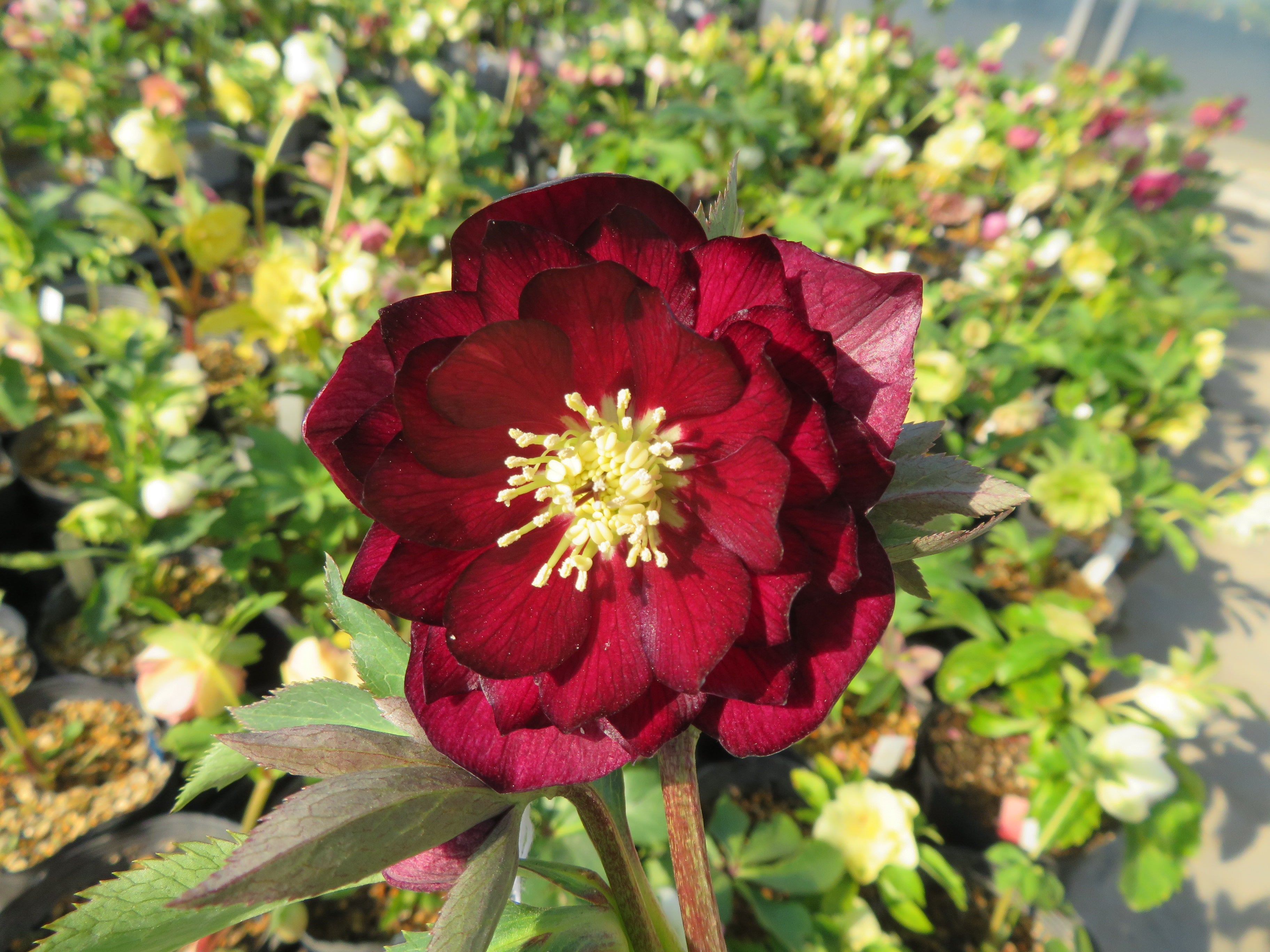 今日のクリスマスローズ 2月15日 (≧∇≦) | 加藤農園のブログ