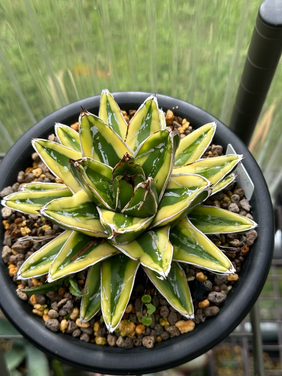 アガベ 笹の雪 中苗、小苗 | つべるふブログ 多肉生活 2021〜