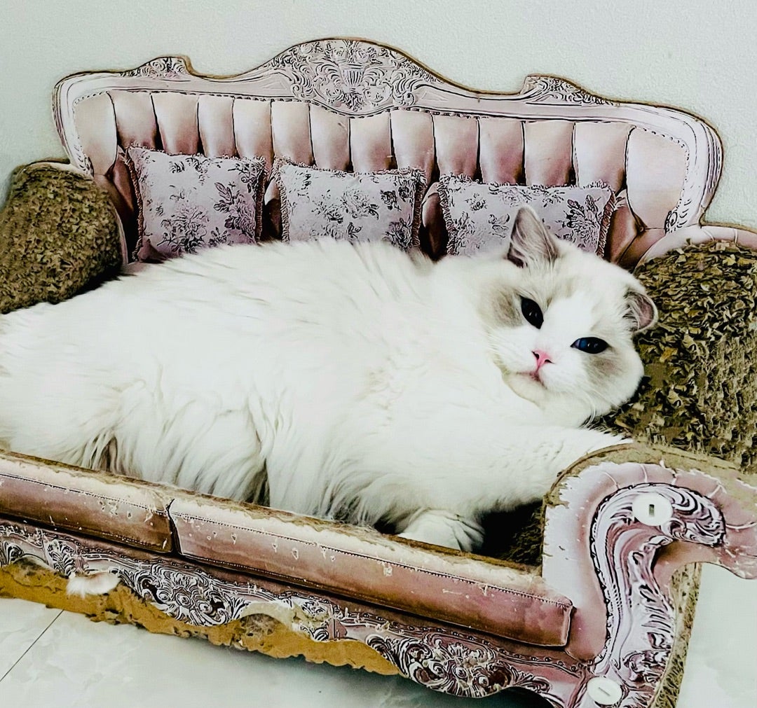 ☆Angel☆様オーダーページ おとぎの国の猫と仲間たち♡ワンハンドル 2