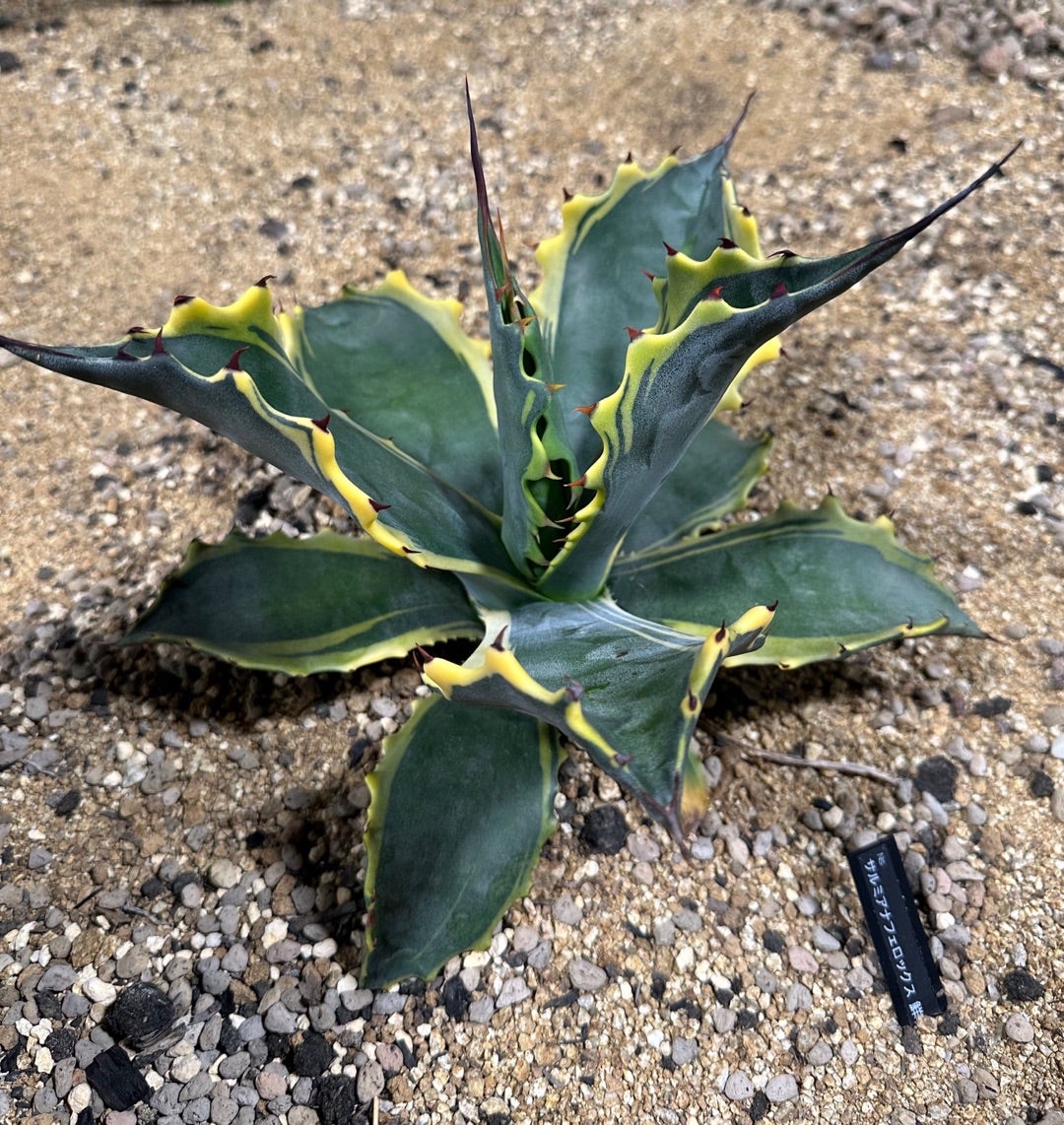 アガベ 近況 リップルエフェクトとサルミアナ | つべるふブログ 多肉