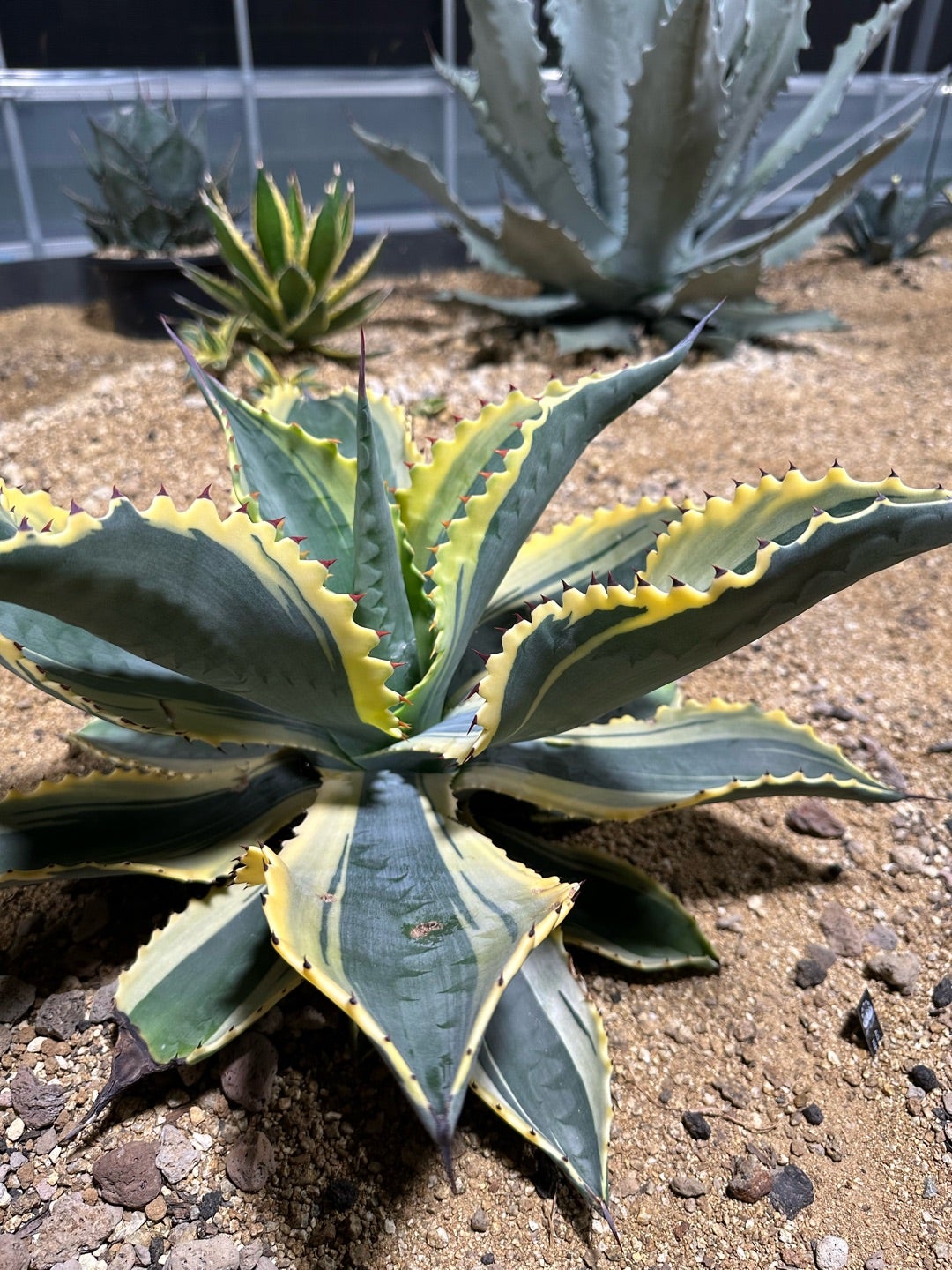 アガベ 近況 リップルエフェクトとサルミアナ | つべるふブログ 多肉