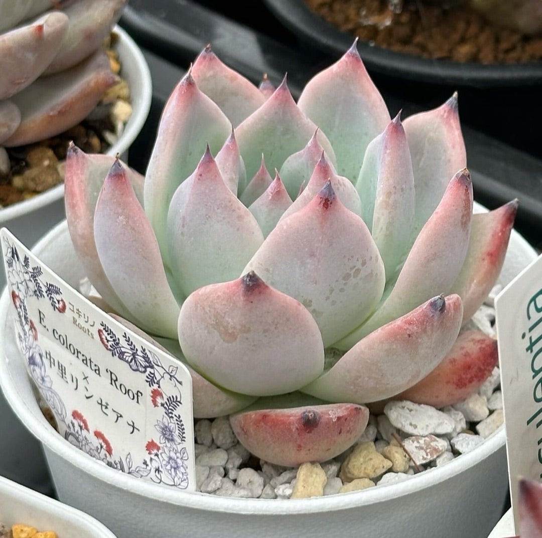 おらいさん苗 リンゼアナ実生【札付き】【希少苗】 【公式通販】