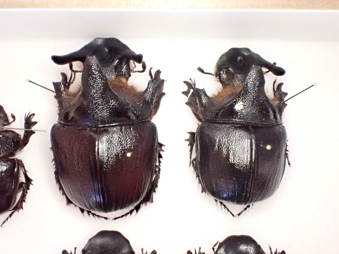 2024年 衝撃の標本たち | 京の虫処 京虫庵