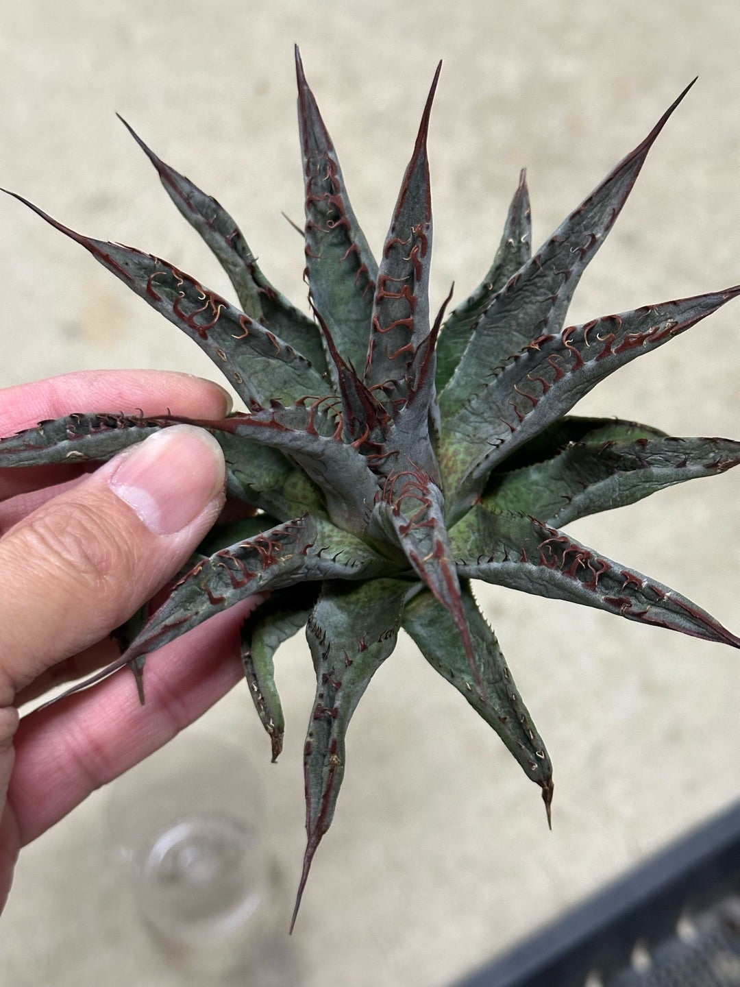 アガベ 発根管理株 一部発根しました | つべるふブログ 多肉生活 2021〜