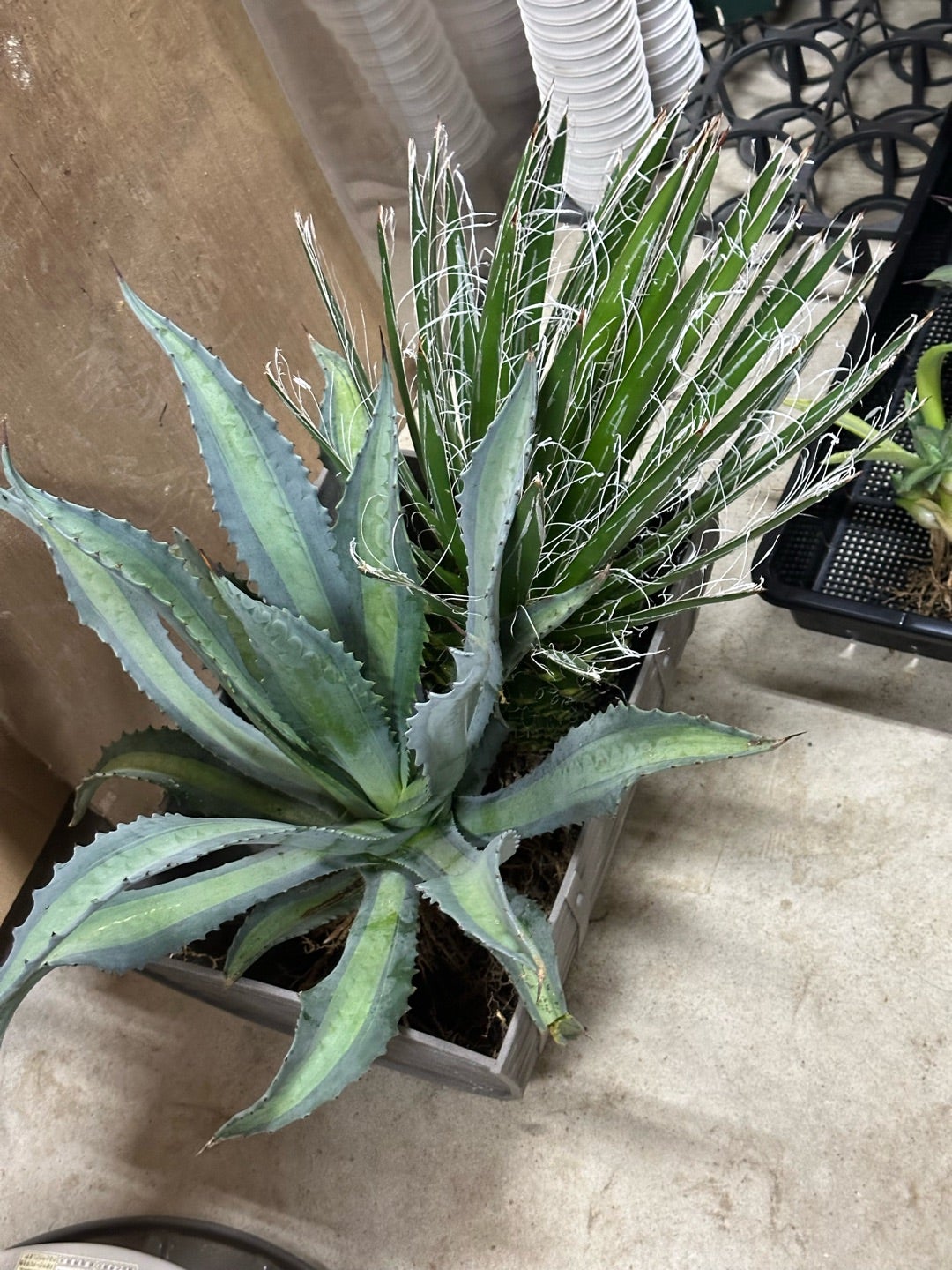 アガベ 回収した子株植え付け | つべるふブログ 多肉生活 2021〜