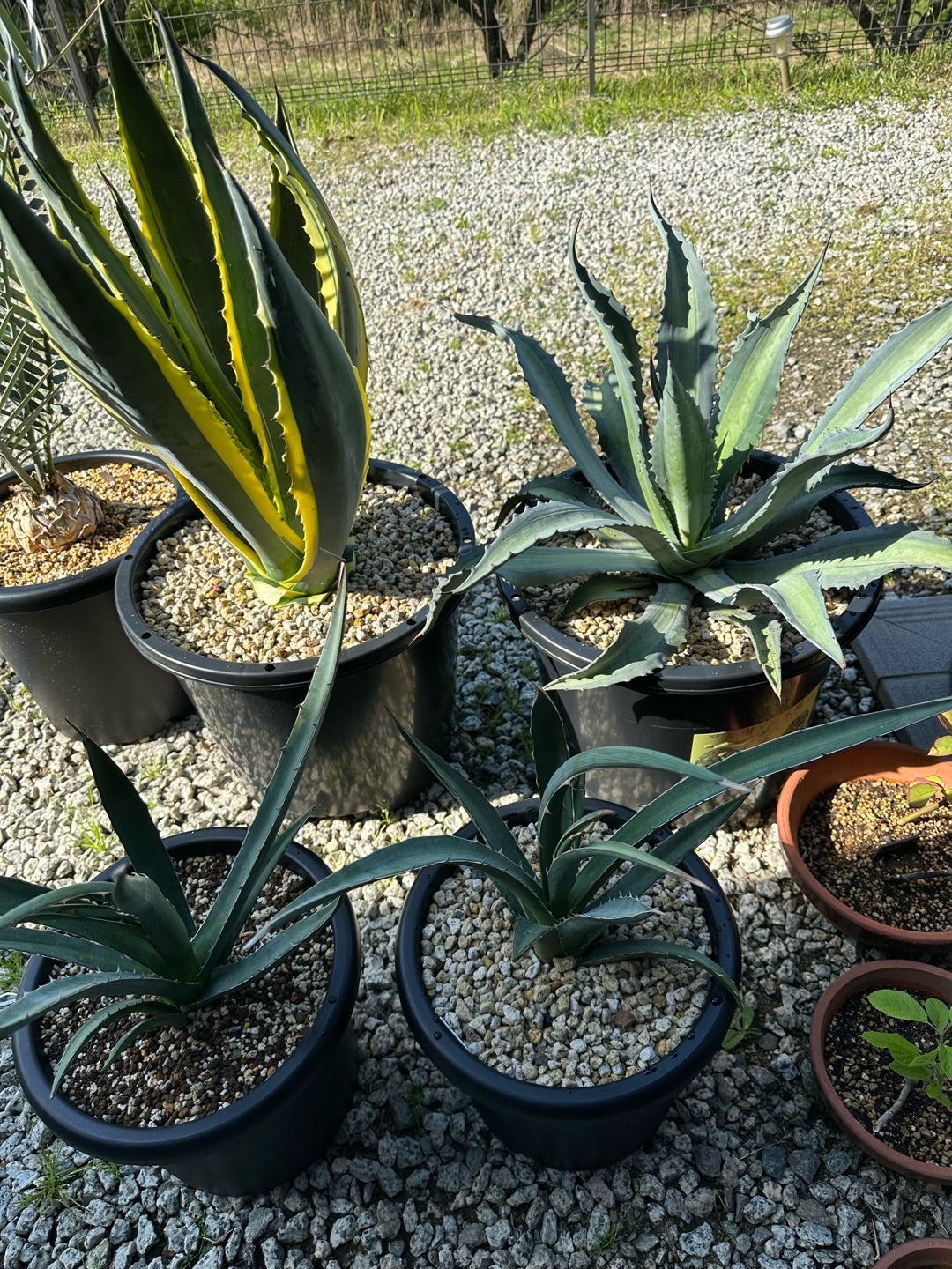 アガベ 回収した子株植え付け | つべるふブログ 多肉生活 2021〜