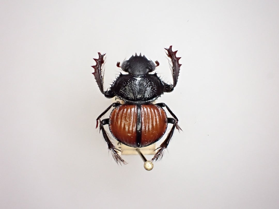 Scarabaeus 亜属 Pachysoma | 京の虫処 京虫庵