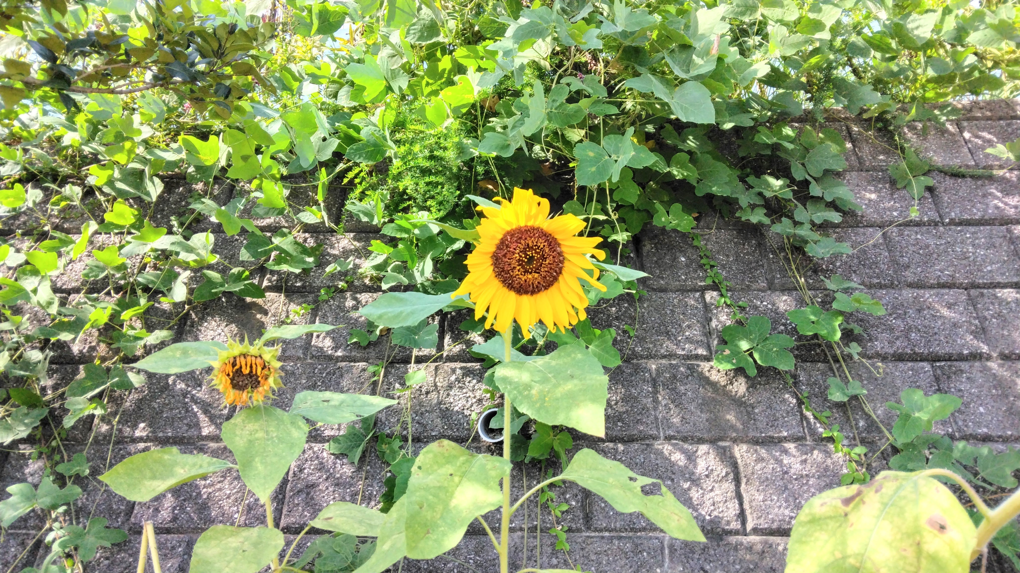 公園の草と片付けとひまわり | 一人暮らし 今日も和顔愛語で