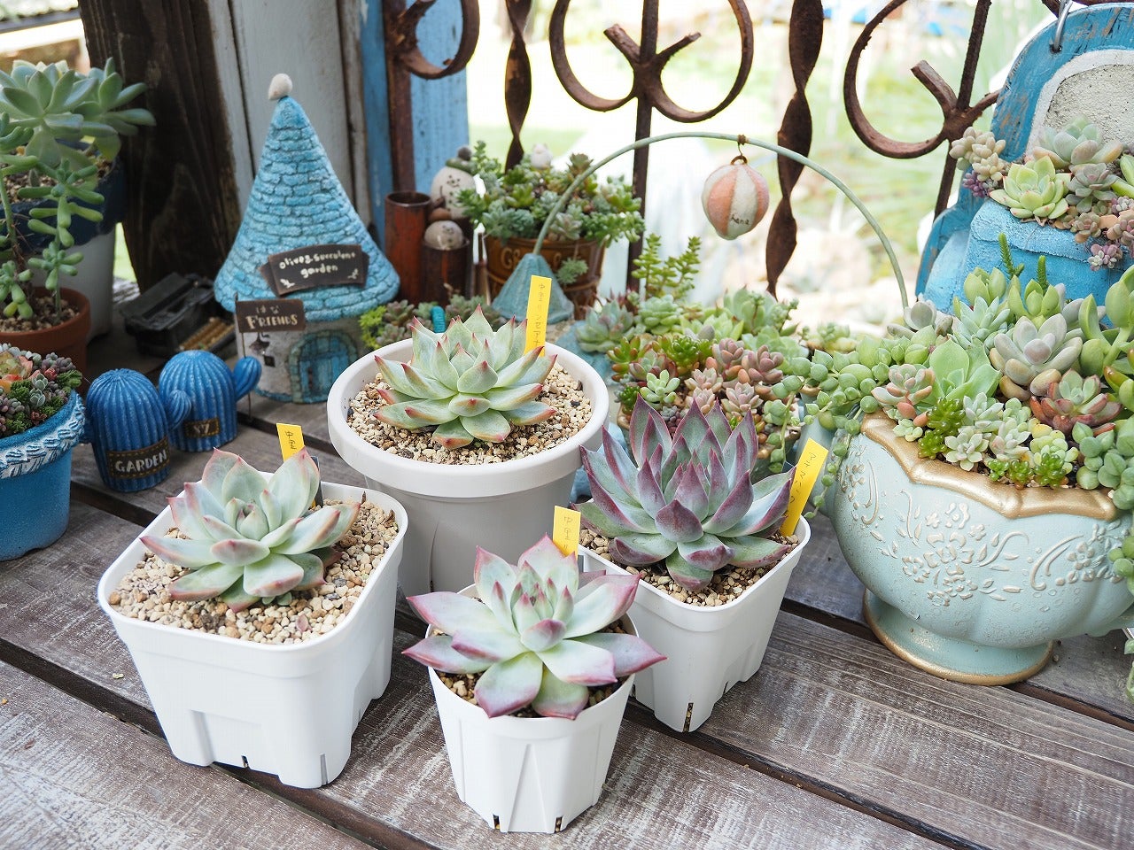 最高峰に美しい中里リンゼアナとその交配種 | ブログ版