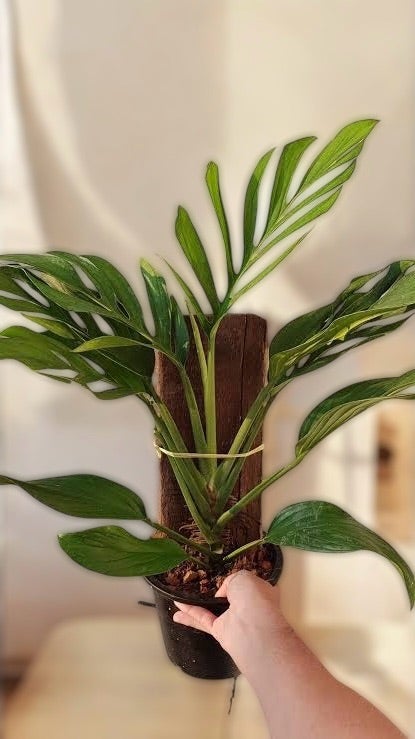 これが超希少なジェイド″シャトルウィング