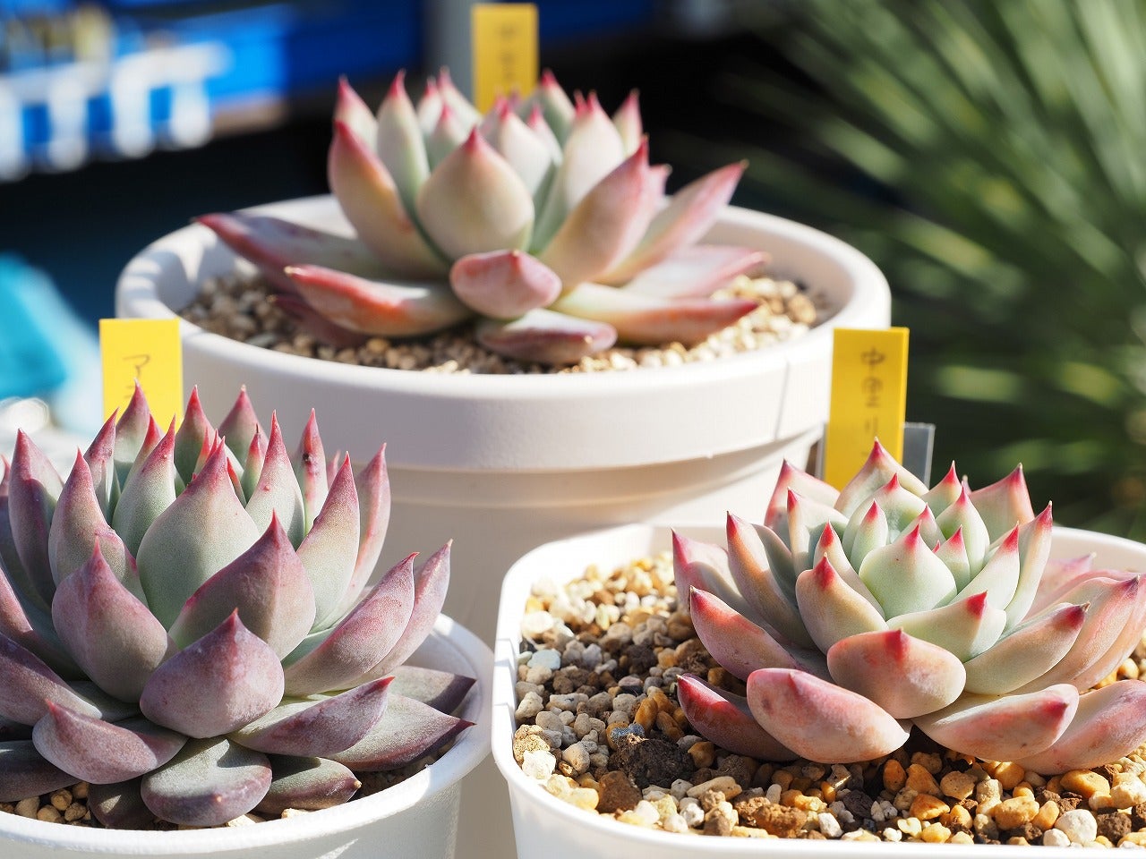 リンゼアナたちの冬の姿とふみさんの日 | ブログ版Olive&SucculentGarden