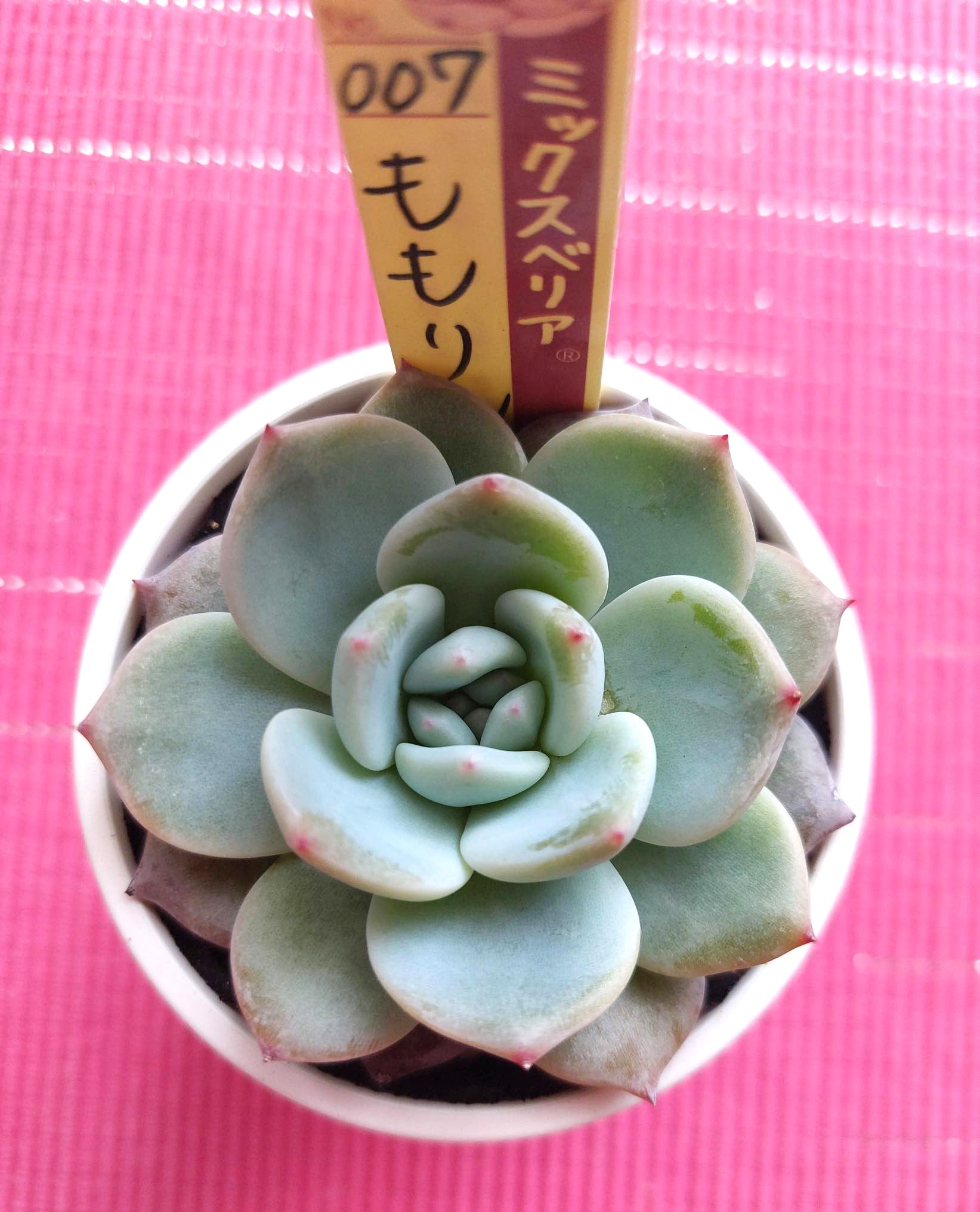 2月17日はミックスベリアの日 | ゆうひのあたんねぇよ(^皿^)