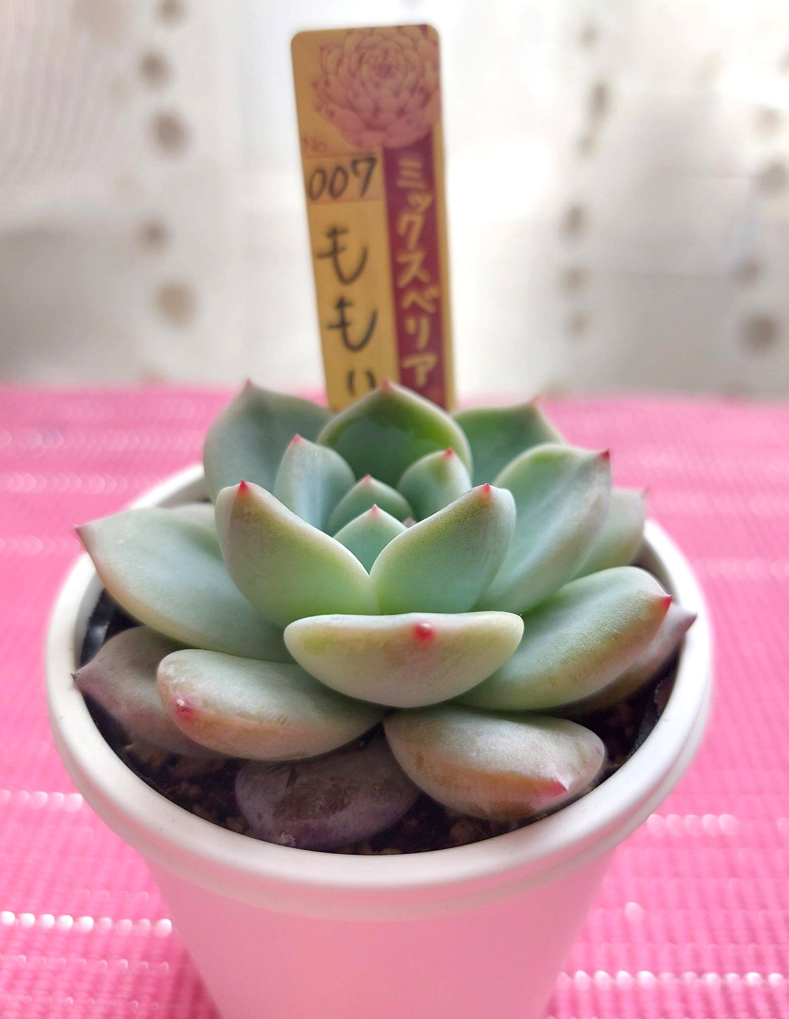 2月17日はミックスベリアの日 | ゆうひのあたんねぇよ(^皿^)