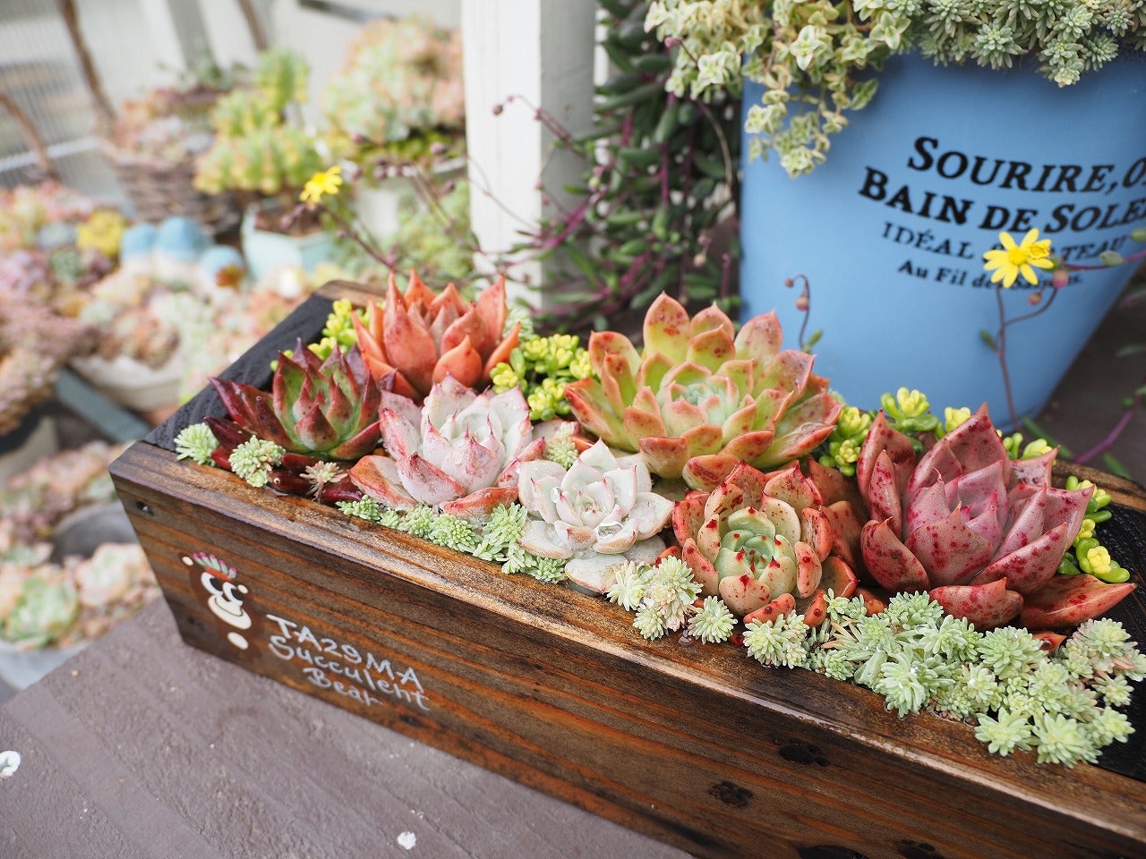 久しぶりの芝生と鉢回し後の多肉棚 | ブログ版Olive&SucculentGarden