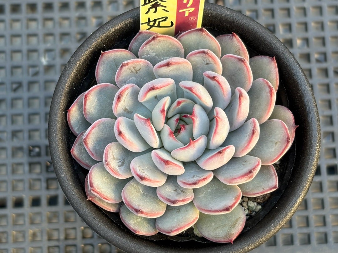 超希少 おらいさん苗 ミックスベリア 美紫妃 札付き 多肉植物NO.2 069