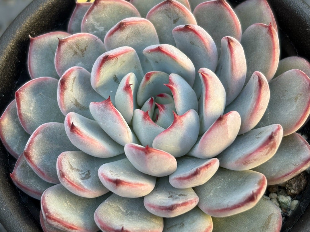 069【美紫妃】おらいさん苗 ミックスベリア 成長記録 多肉植物