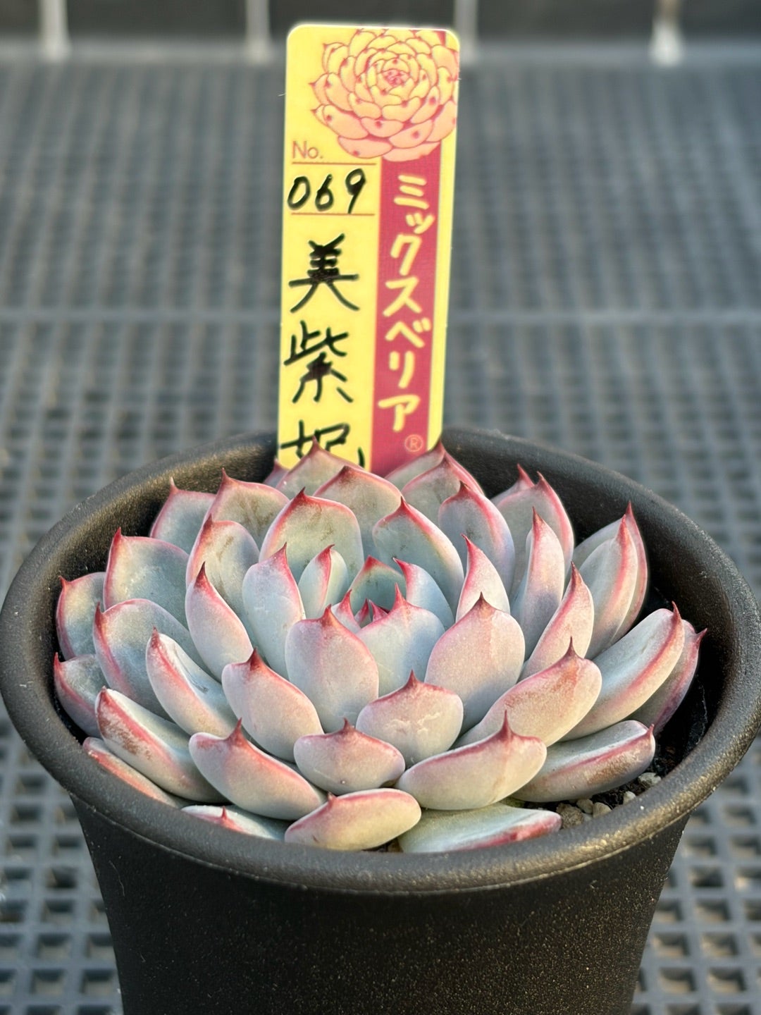 超希少 おらいさん苗 ミックスベリア 美紫妃 札付き 多肉植物NO.2 069