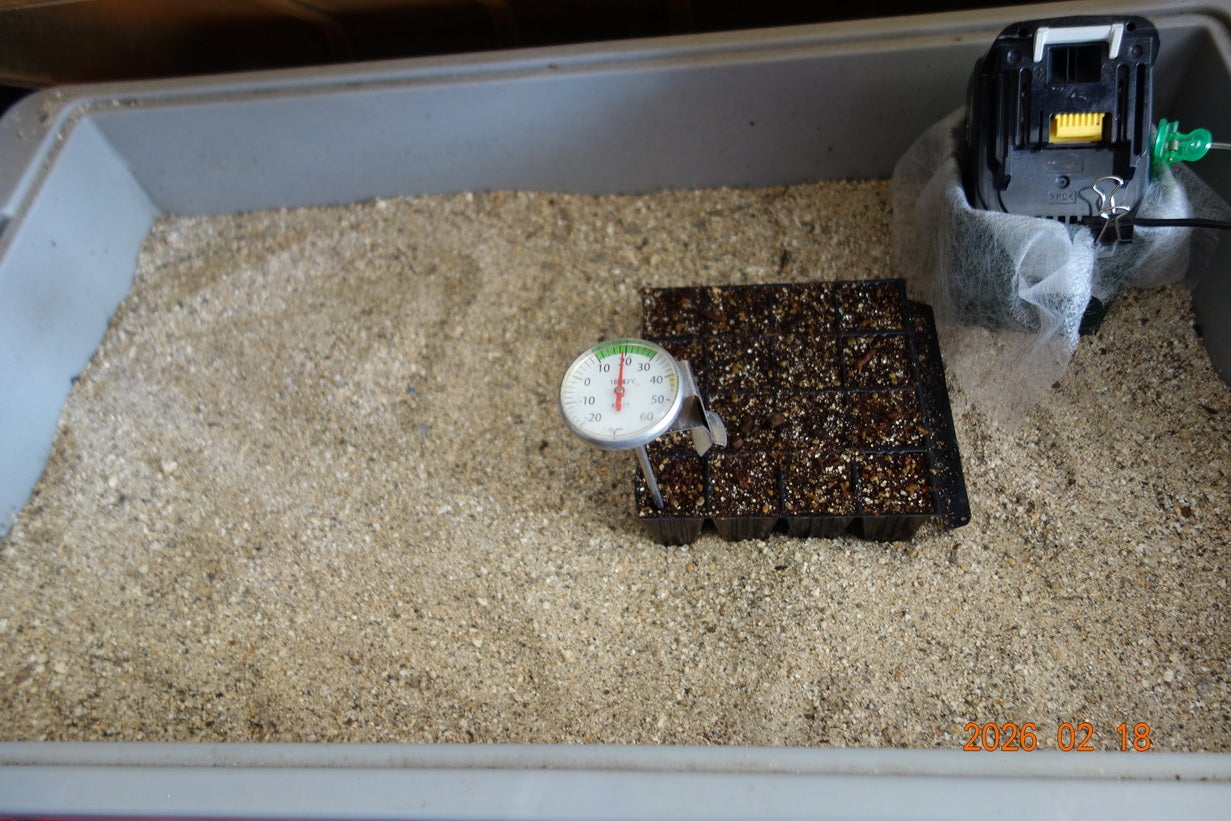 種まきしたナスの命その後と春夏野菜の種④ | kazuちゃんの田舎暮らし