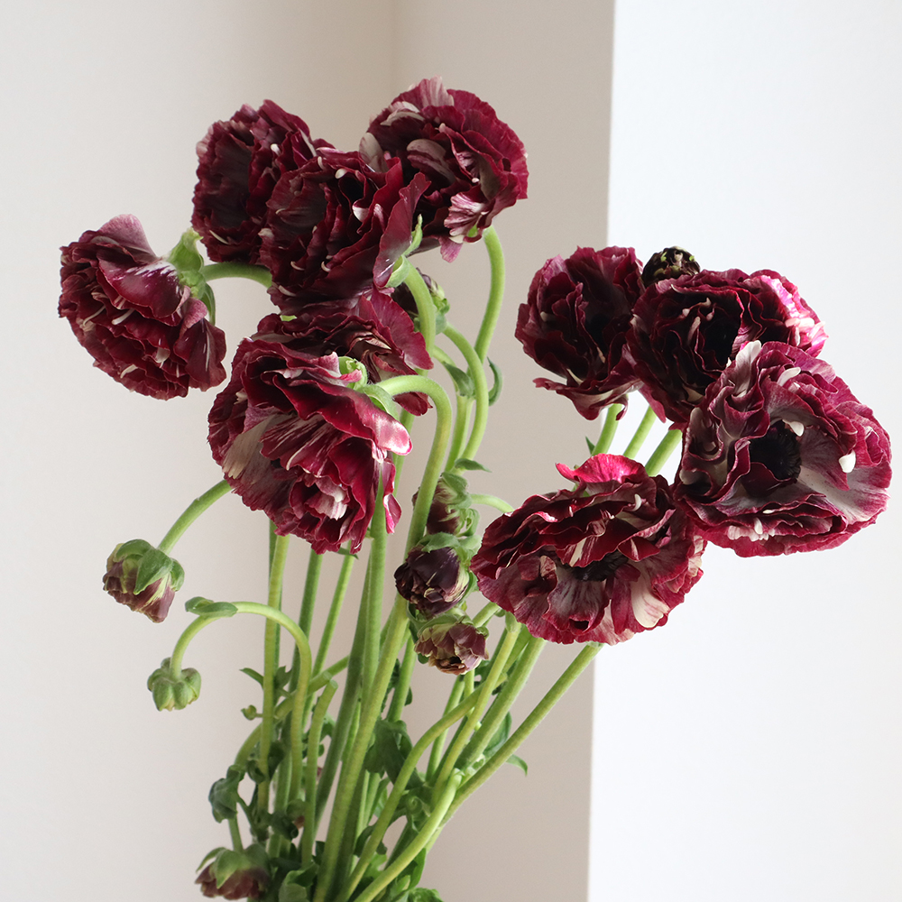 生花】ラナンキュラス カーディナル(バーガンディ)JA高千穂【早締切-50