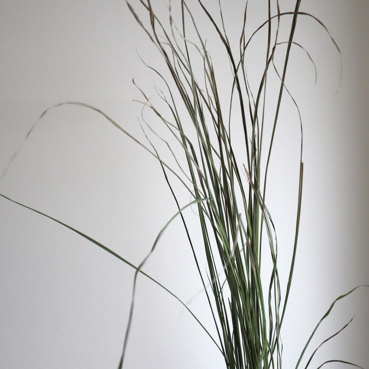 08直前!!!】【JM】レモングラス 100cm程度 ※半ドライ〜ドライ - 花材