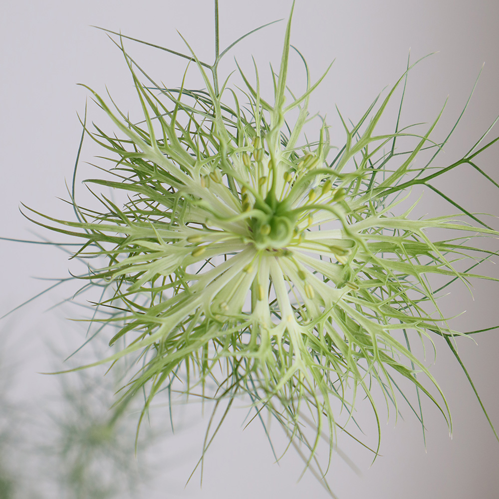 直前!】ニゲラ グリーンマジック(1本に1輪) 【生花】 - 花材通販はなど