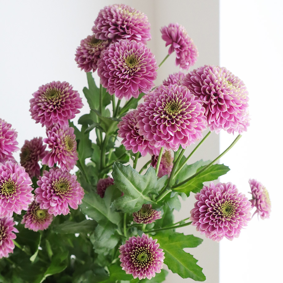 直前!!!】SPマム ドリア ピンク(ポンポン咲き):JFDマム【FJ】 - 花材