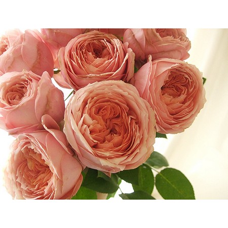 直前!】バラ ロマンティックアンティーク(くすみサーモンピンク)50cm