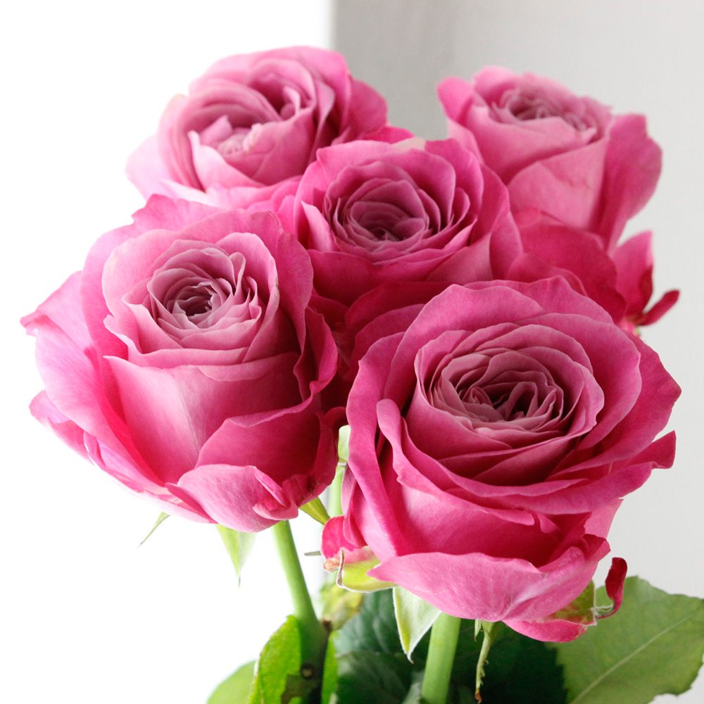 生花】バラ オール4ラブ+(濃い目パープルピンク)【OT】 - 花材通販は