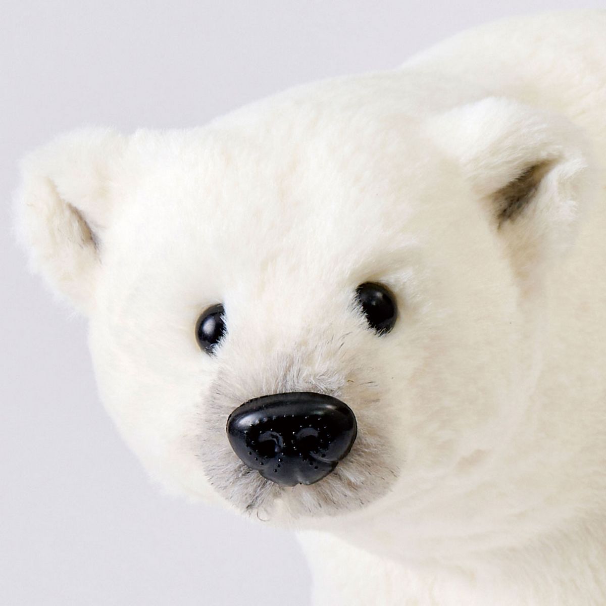 ポーラーベア WHITE/XZ000125 - 花材通販はなどんやアソシエ