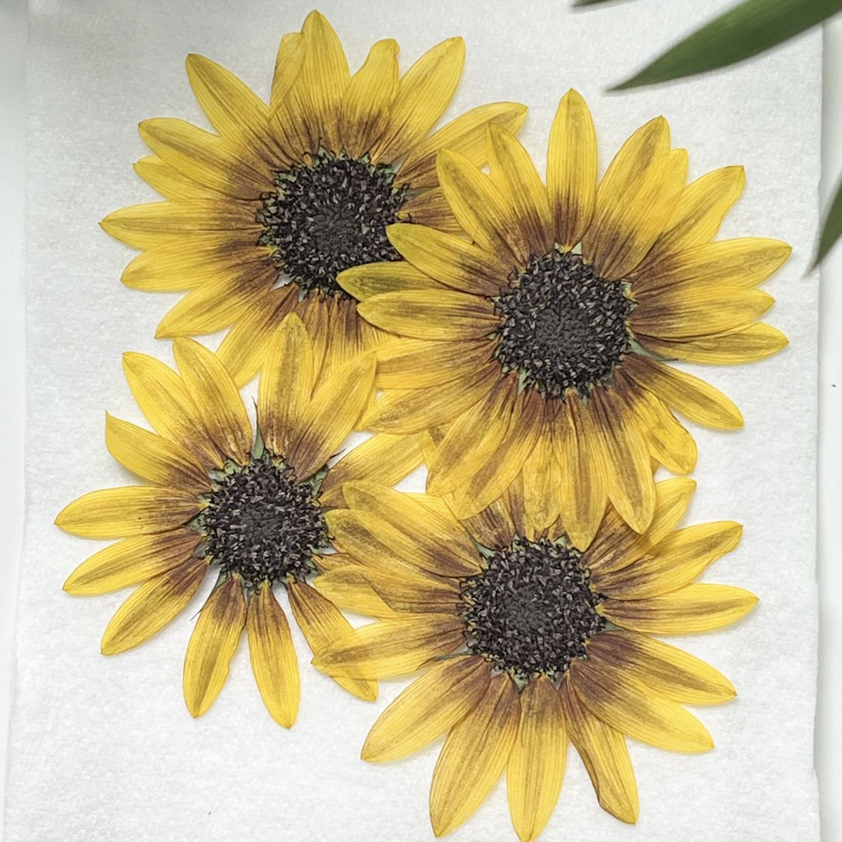 ドライ】m flowers/押し花 ひまわり 7cm程 4輪 - 花材通販はなどんや