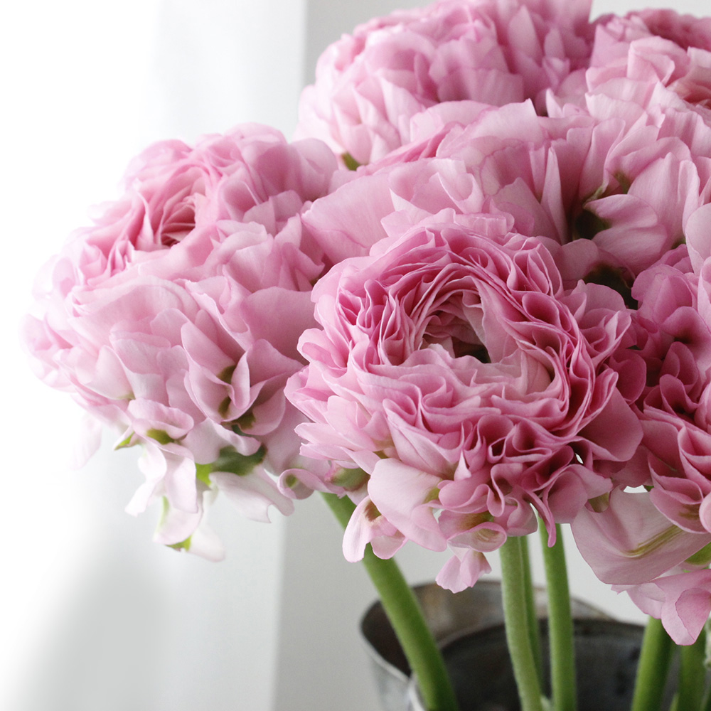 生花】ラナンキュラス ポンポンハーマイオニーまたはアリス(ピンク緑