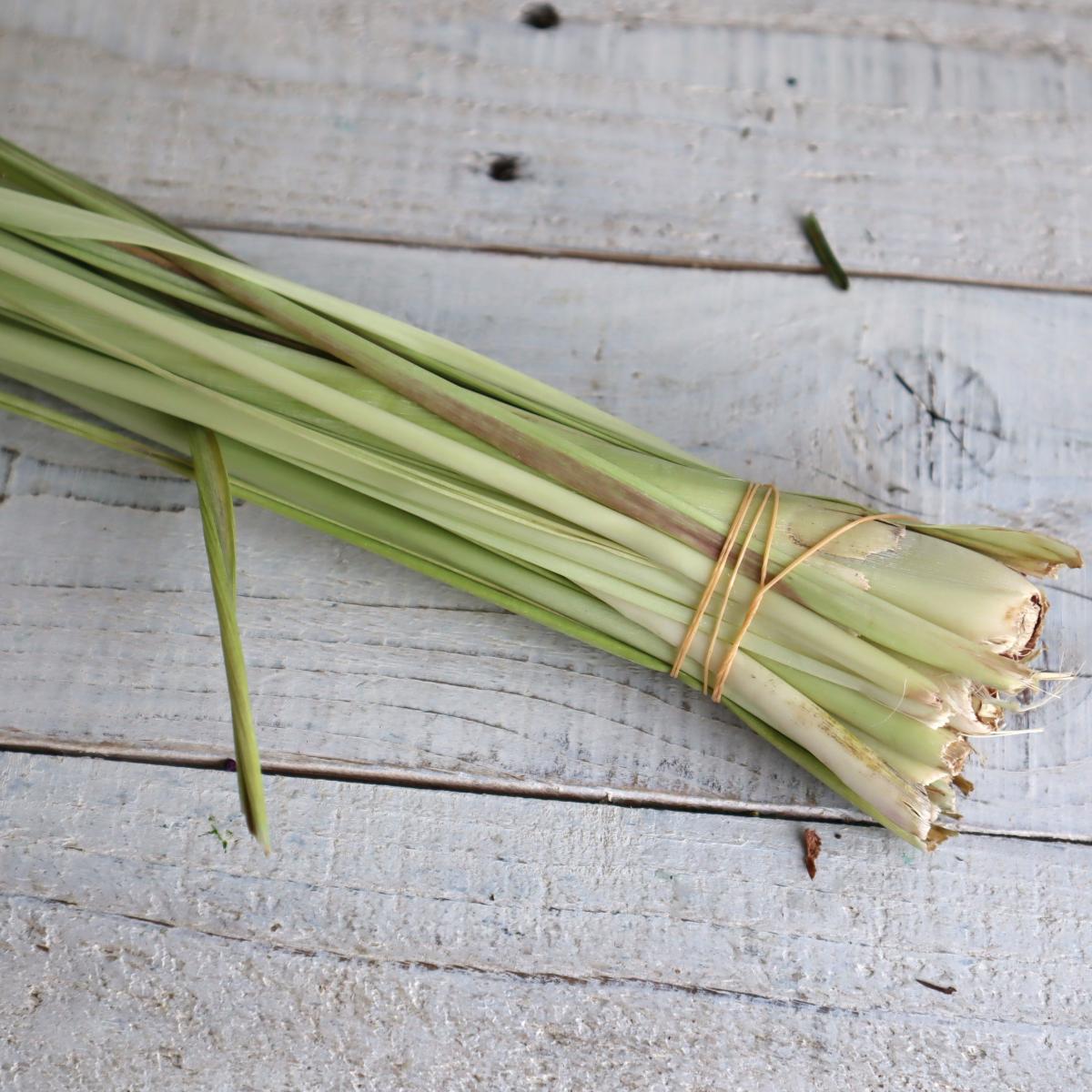 08直前!!!】【JM】レモングラス 100cm程度 ※半ドライ〜ドライ - 花材