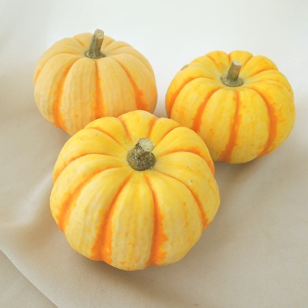生花/即納】かぼちゃ プッチーニ(ミニミニ) ☆ミニサイズ限定 - 花材