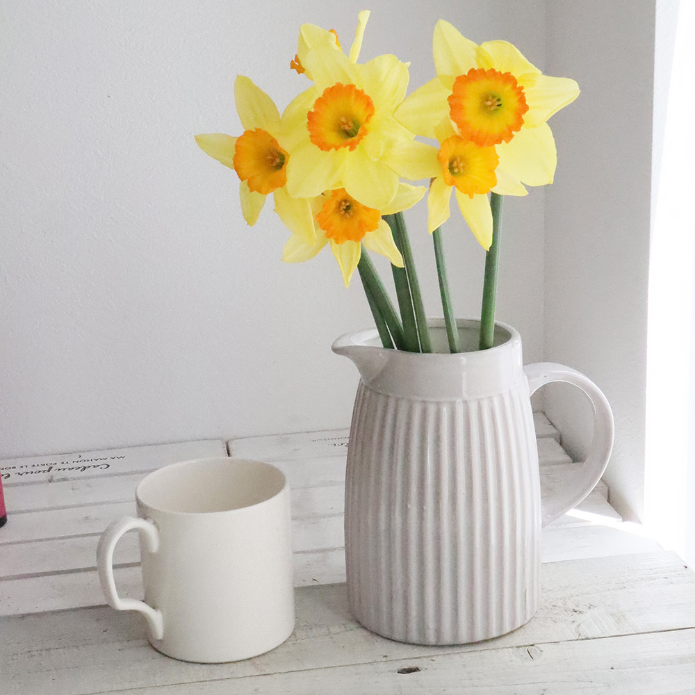 生花】ラッパ水仙 黄色系 ガーデンジャイアントまたはピンザなど 六合