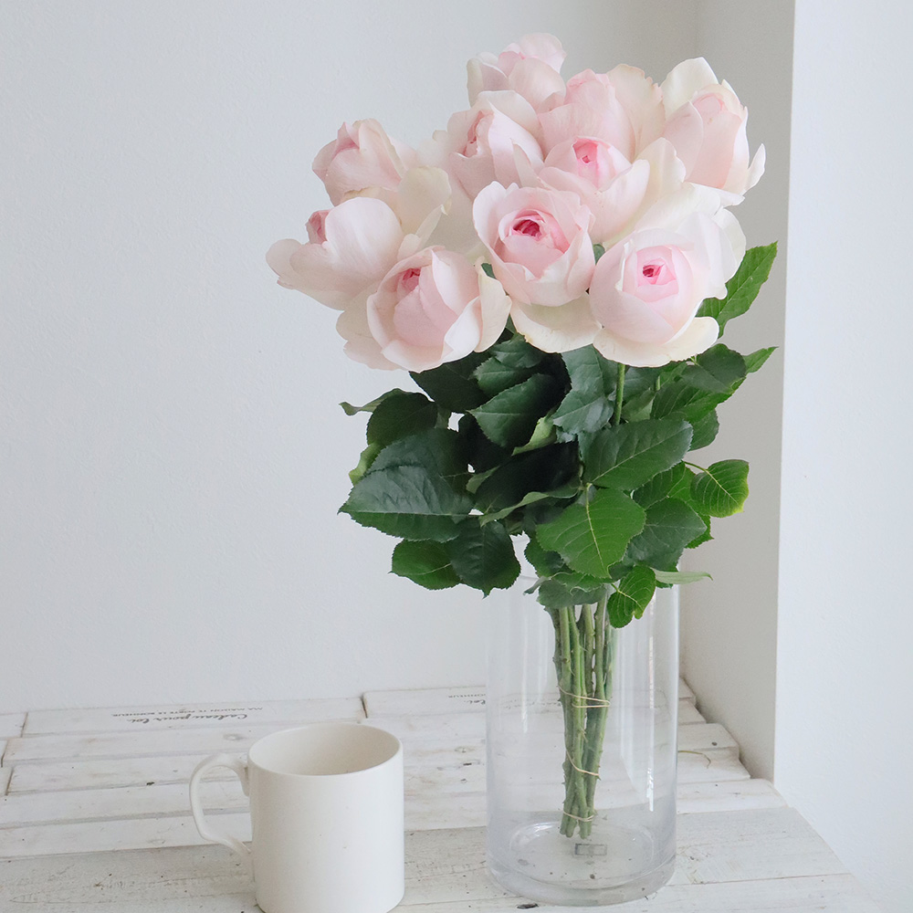 生花】バラ シャンテポー(ピンク) 増田ばら園 - 花材通販はなどんや