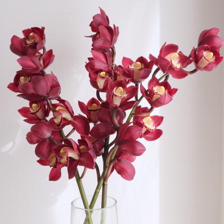 シンビジューム(シンビジウム)|生花・切り花 通販 - はなどんやアソシエ