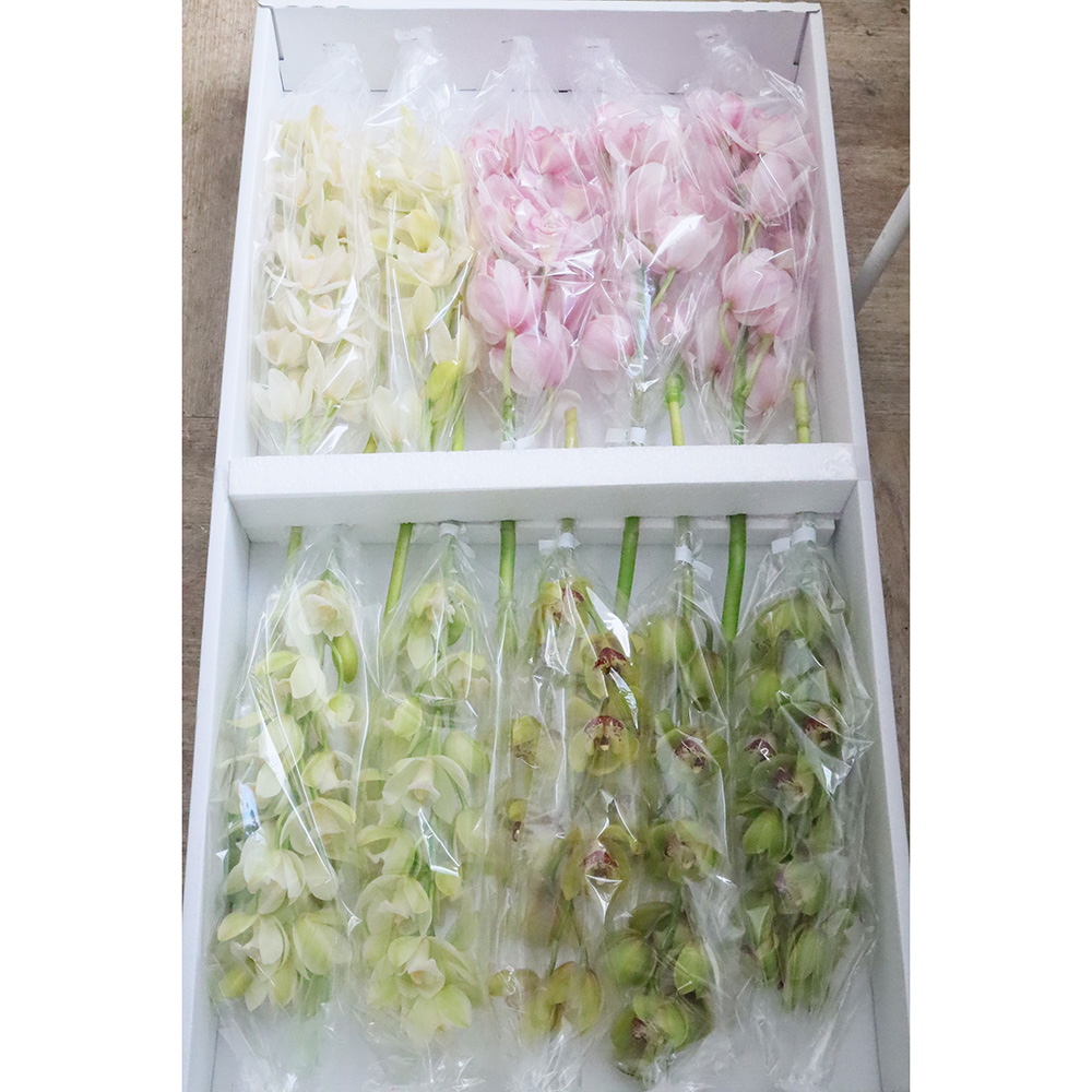 生花】シンビジューム(おまかせ3-4色ミックス)Mサイズ 中大輪系 JA