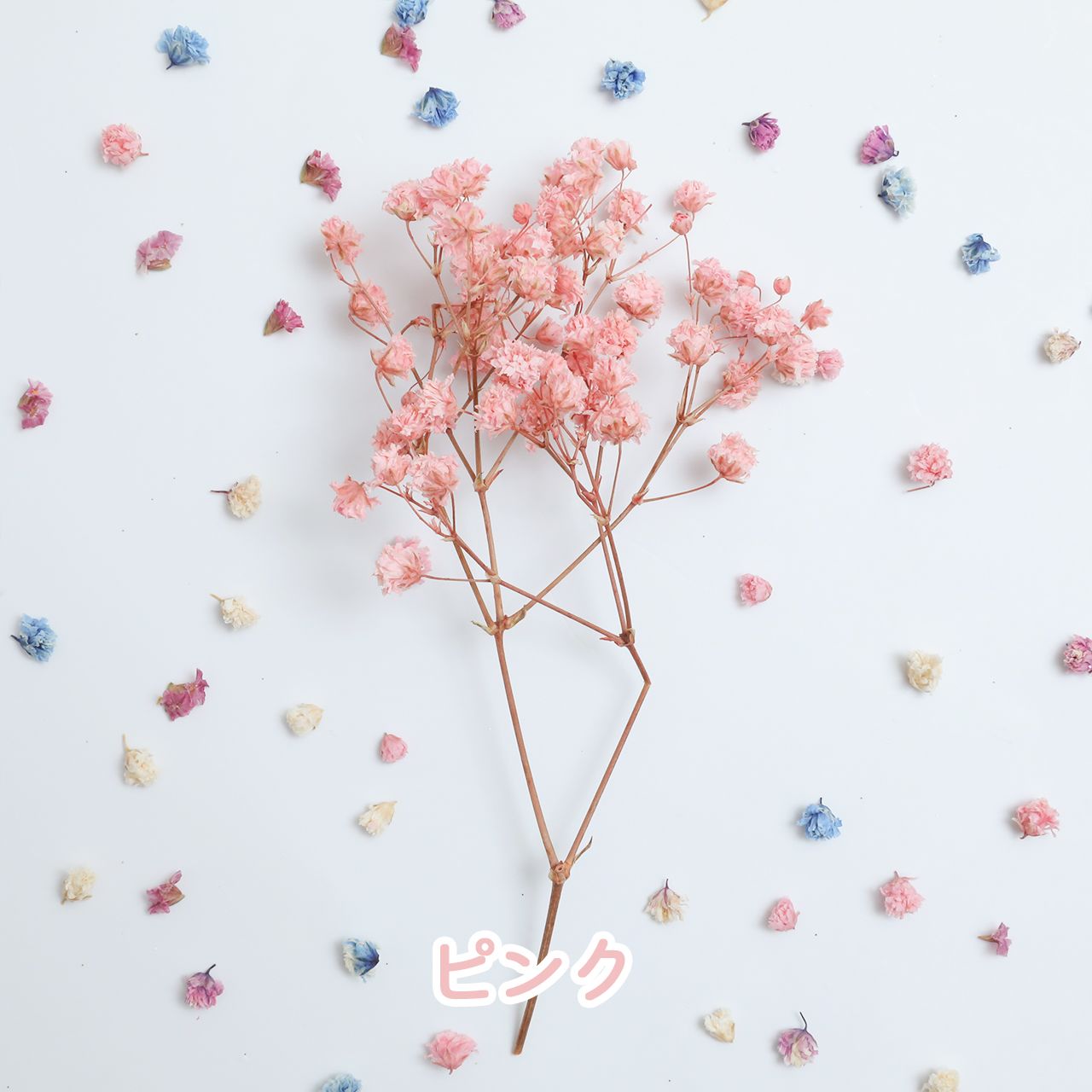 小分け】『 アンティークプリザ・カスミ草』かすみ草 大地農園 | ク